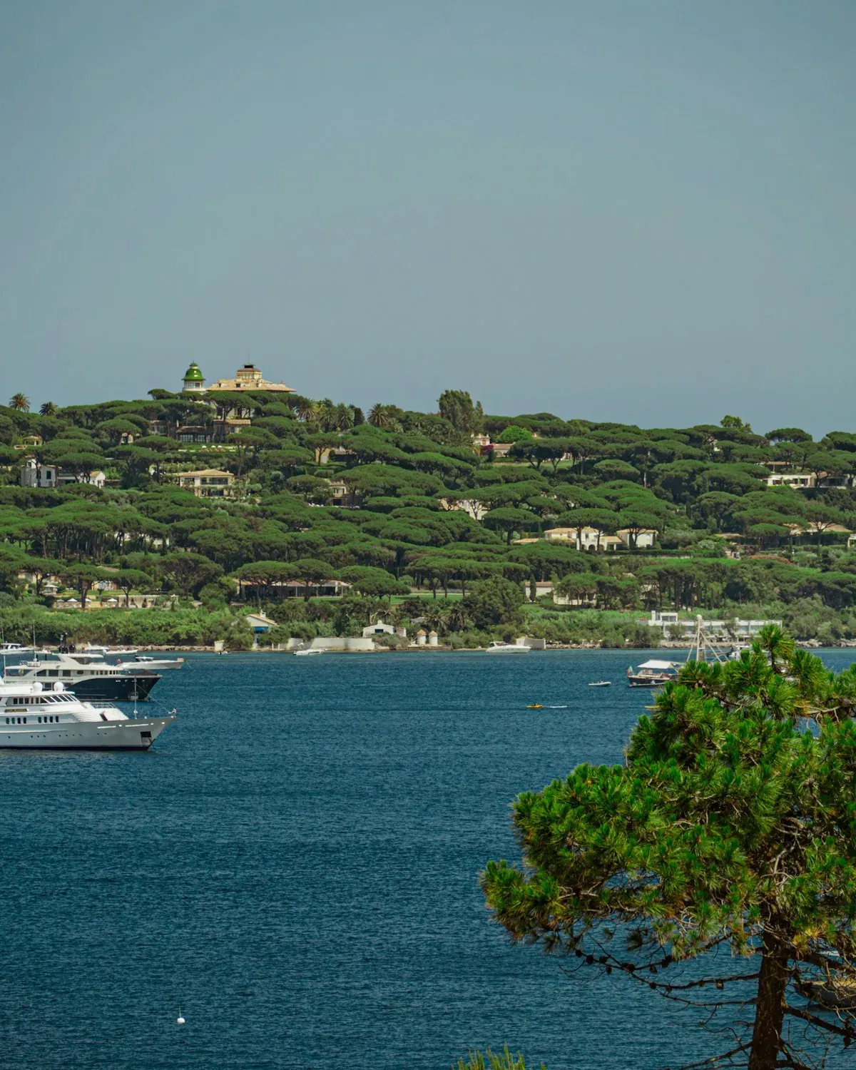 The bay of Saint-Tropez seen through umbrella pines